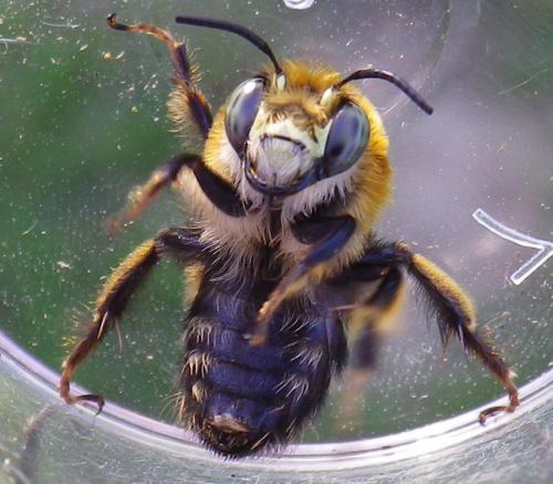 Anthophora retusa